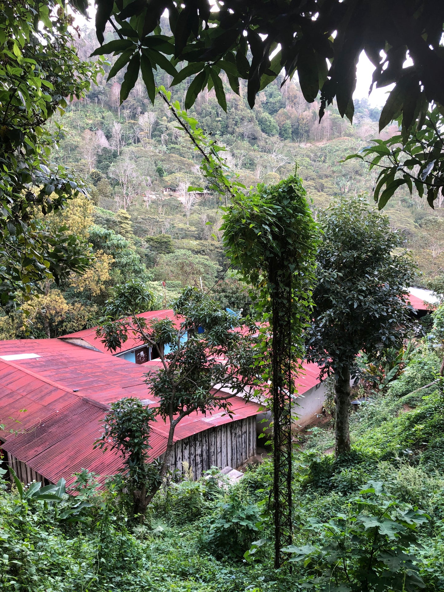 Nicaragua | El Bosque